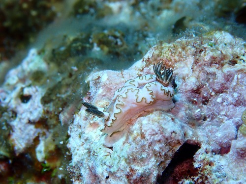 沖縄那覇・慶良間ダイビング　那覇シーマリン