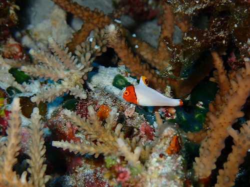 沖縄那覇・慶良間ダイビング　那覇シーマリン