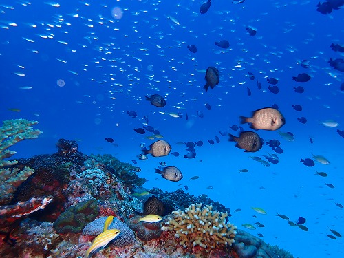 沖縄那覇・慶良間ダイビング　那覇シーマリン