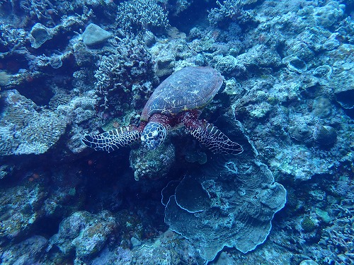 沖縄那覇・慶良間ダイビング　那覇シーマリン