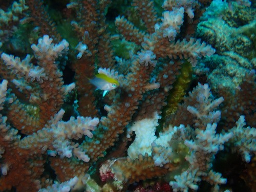 沖縄那覇・慶良間ダイビング　那覇シーマリン