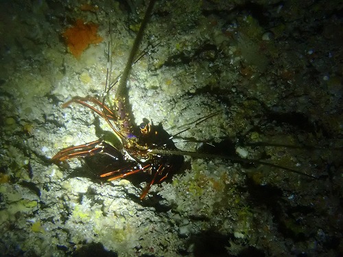 沖縄那覇・慶良間ダイビング　那覇シーマリン