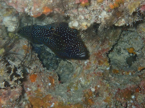 沖縄那覇・慶良間ダイビング　那覇シーマリン