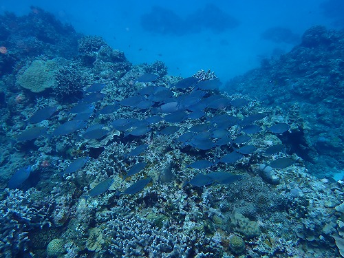 沖縄那覇・慶良間ダイビング　那覇シーマリン