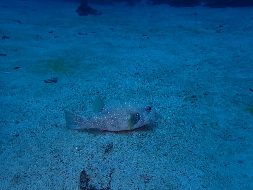 沖縄那覇・慶良間ダイビング　那覇シーマリン