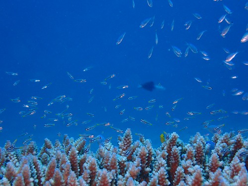 沖縄那覇・慶良間ダイビング　那覇シーマリン