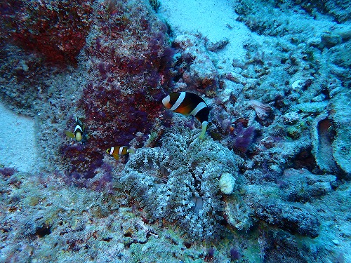 沖縄那覇・慶良間ダイビング　那覇シーマリン