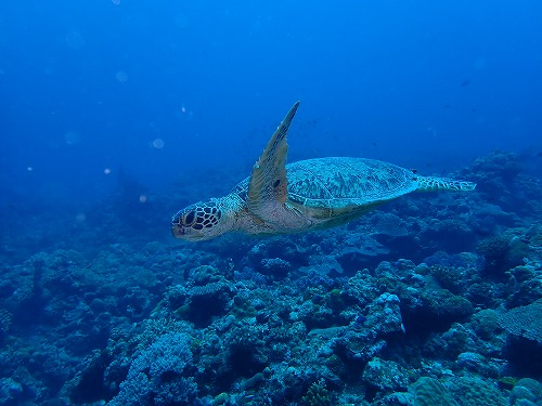 沖縄那覇・慶良間ダイビング　那覇シーマリン