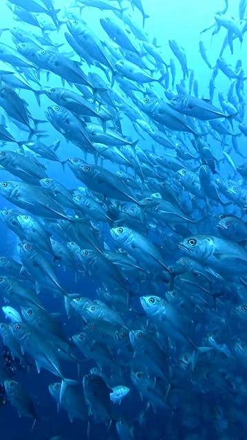 沖縄那覇・慶良間ダイビング　那覇シーマリン