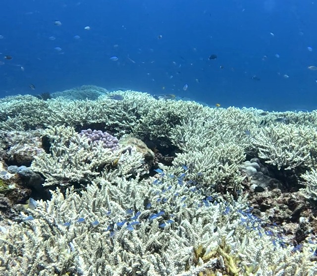 沖縄那覇・慶良間ダイビング　那覇シーマリン