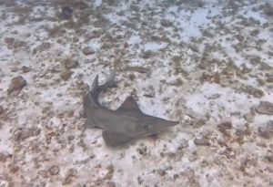 ＃トンガリサカタザメ