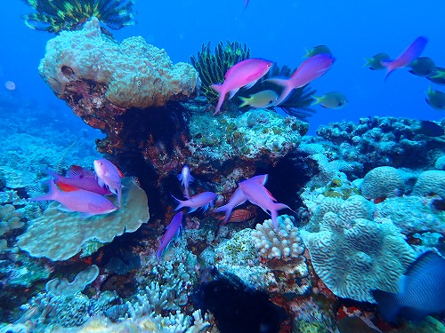 沖縄那覇・慶良間ダイビング　那覇シーマリン