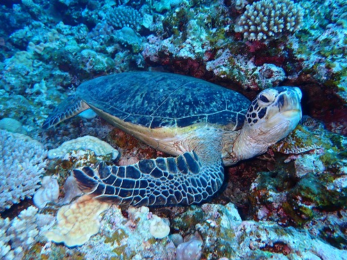 沖縄那覇・慶良間ダイビング　那覇シーマリン