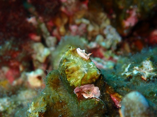 沖縄那覇・慶良間ダイビング　那覇シーマリン