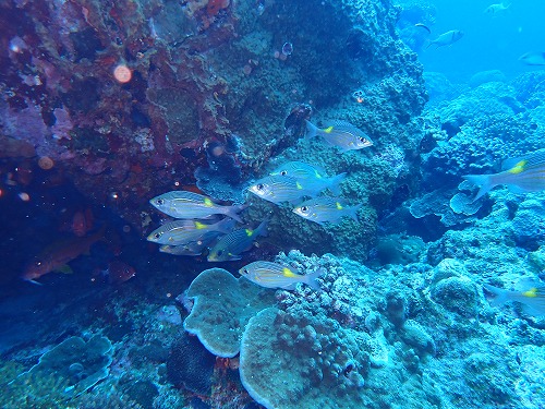 沖縄那覇・慶良間ダイビング　那覇シーマリン