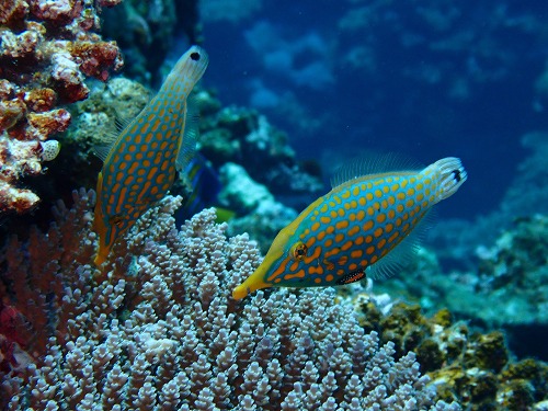 沖縄那覇・慶良間ダイビング　那覇シーマリン