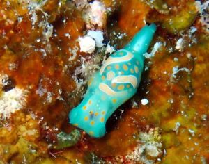 ＃ミガキブドウガイ