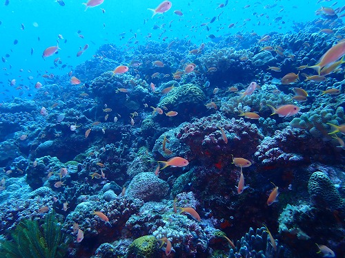 沖縄那覇・慶良間ダイビング　那覇シーマリン