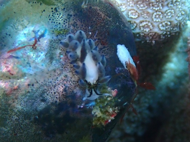 沖縄那覇・慶良間ダイビング　那覇シーマリン