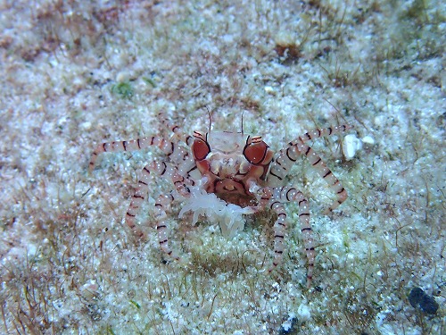 沖縄那覇・慶良間ダイビング　那覇シーマリン