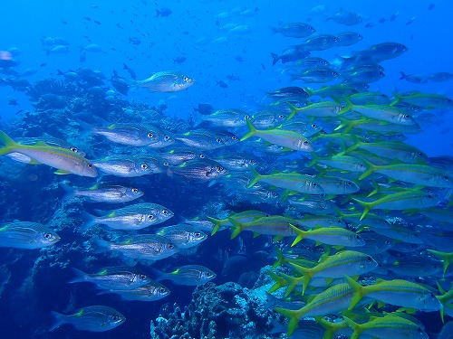 沖縄那覇・慶良間ダイビング　那覇シーマリン