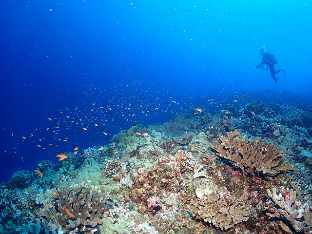 沖縄那覇・慶良間ダイビング　那覇シーマリン