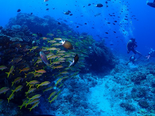 沖縄那覇・慶良間ダイビング　那覇シーマリン