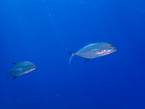 沖縄那覇・慶良間ダイビング　那覇シーマリン