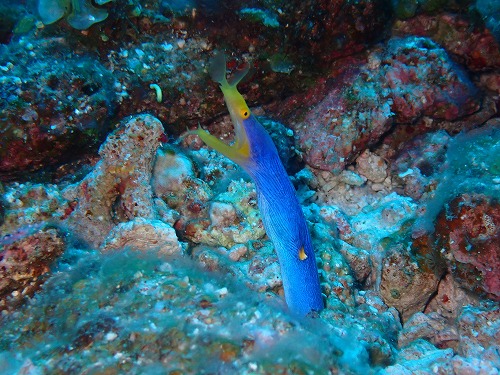 沖縄那覇・慶良間ダイビング　那覇シーマリン