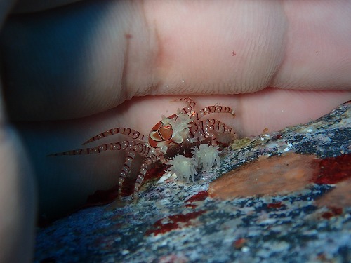 沖縄那覇・慶良間ダイビング　那覇シーマリン