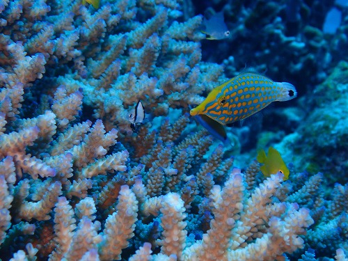 沖縄那覇・慶良間ダイビング　那覇シーマリン