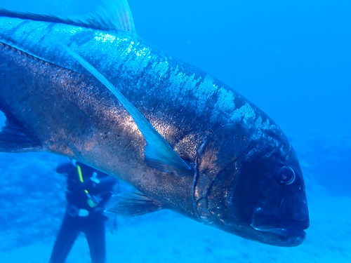 沖縄那覇・慶良間ダイビング　那覇シーマリン