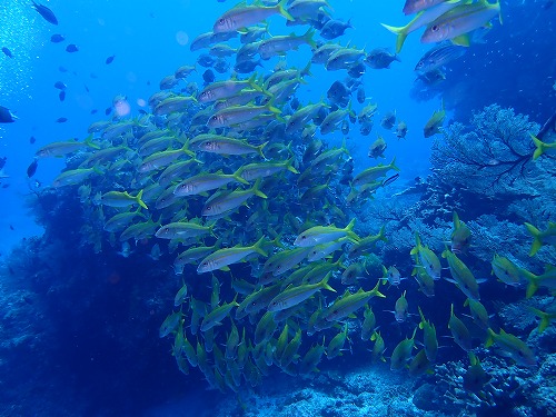 沖縄那覇・慶良間ダイビング　那覇シーマリン