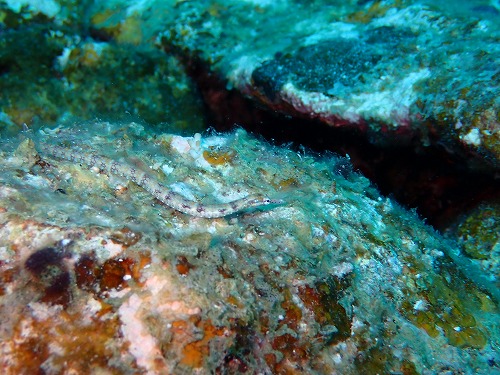 沖縄那覇・慶良間ダイビング　那覇シーマリン