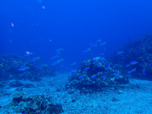 沖縄那覇・慶良間ダイビング　那覇シーマリン