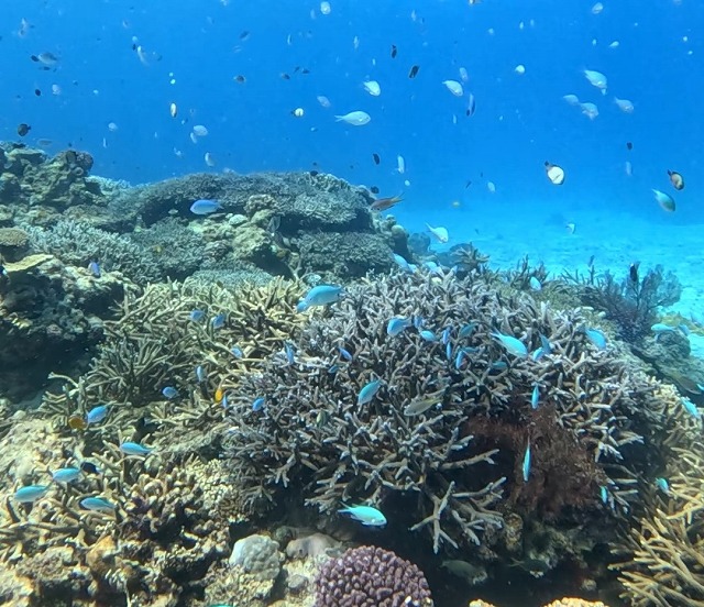 沖縄那覇・慶良間ダイビング　那覇シーマリン