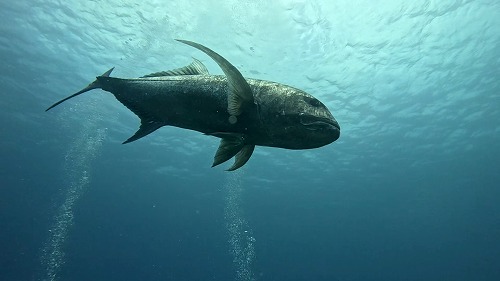 沖縄那覇・慶良間ダイビング　那覇シーマリン