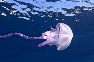 ＃ムラサキクラゲ