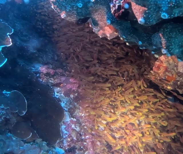 沖縄那覇・慶良間ダイビング　那覇シーマリン