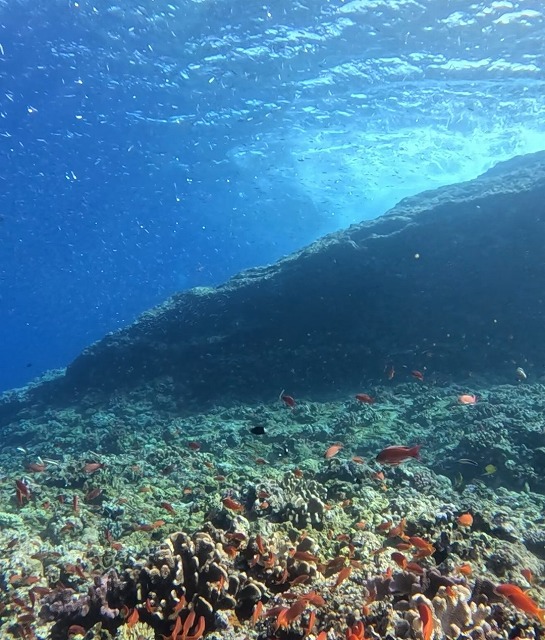沖縄那覇・慶良間ダイビング　那覇シーマリン