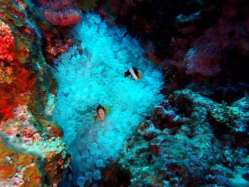 沖縄那覇・慶良間ダイビング　那覇シーマリン