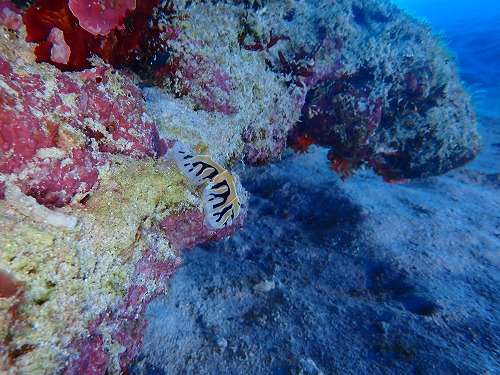 沖縄那覇・慶良間ダイビング　那覇シーマリン