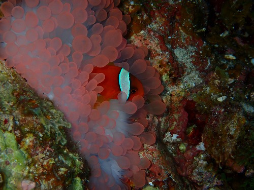 沖縄那覇・慶良間ダイビング　那覇シーマリン