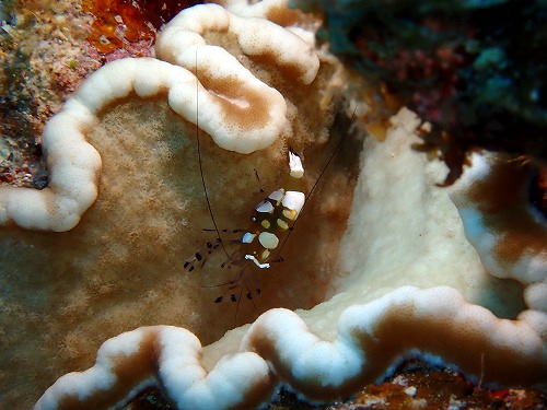 沖縄那覇・慶良間ダイビング　那覇シーマリン