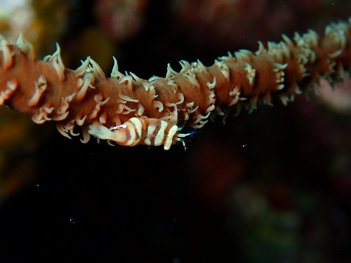 沖縄那覇・慶良間ダイビング　那覇シーマリン