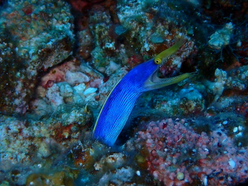 沖縄那覇・慶良間ダイビング　那覇シーマリン