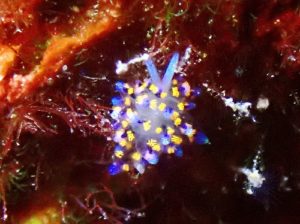 #ハナビモウミウシ