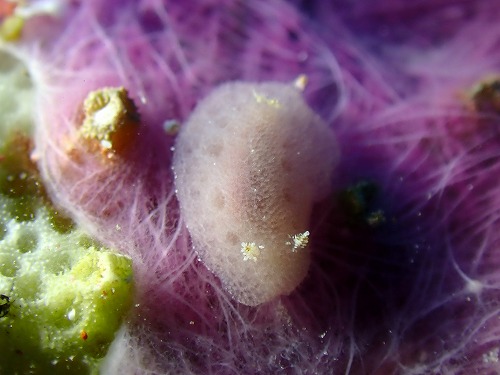 #ツヅレウミウシ科の一種13