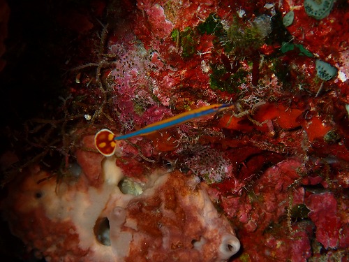 沖縄那覇・慶良間ダイビング　那覇シーマリン