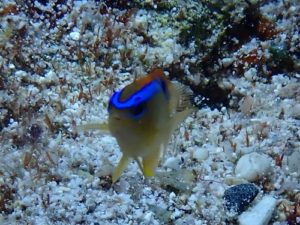 ＃ミヤコキセンスズメダイ